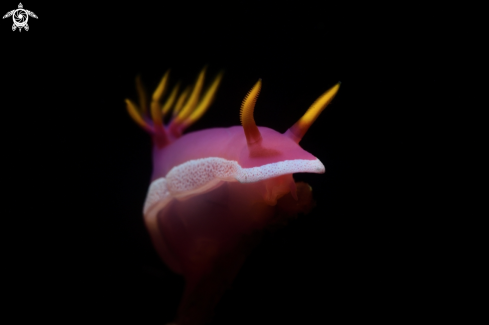 A Hypselodoris apolegma | Nudibranch