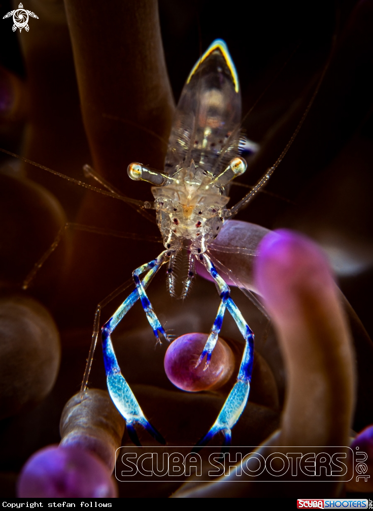 A Dancing Anemone Shrimp