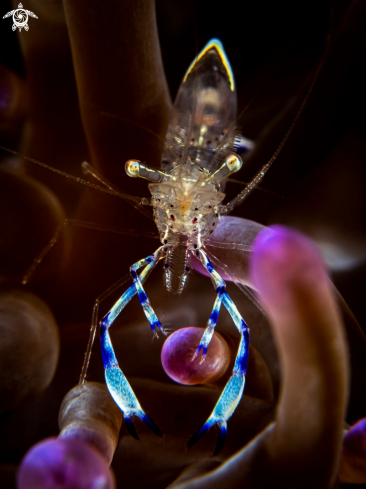 A Ancylomenes holthuisi  | Dancing Anemone Shrimp