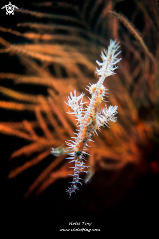 A Ghost Pipefish