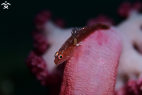 A Common Ghostgoby
