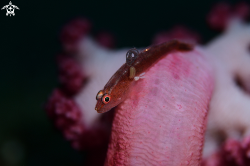 A Pleurosicya mossambica | Common Ghostgoby