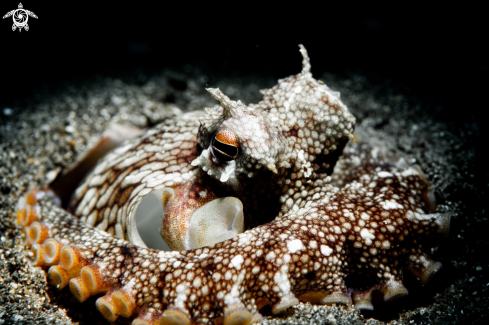 A Octopus