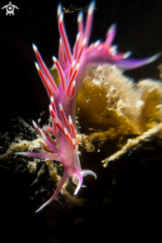 A nudi