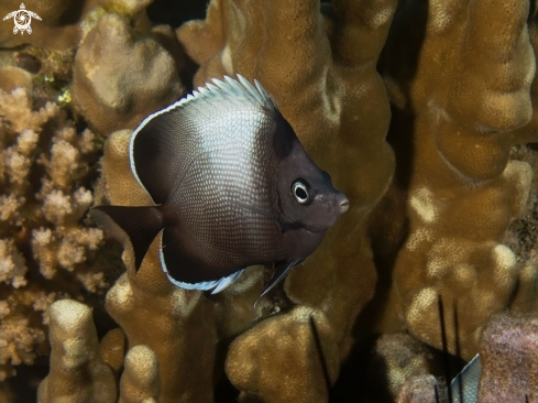 A Easter Island Butterflyfish