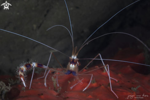 A Banded coral shrimp