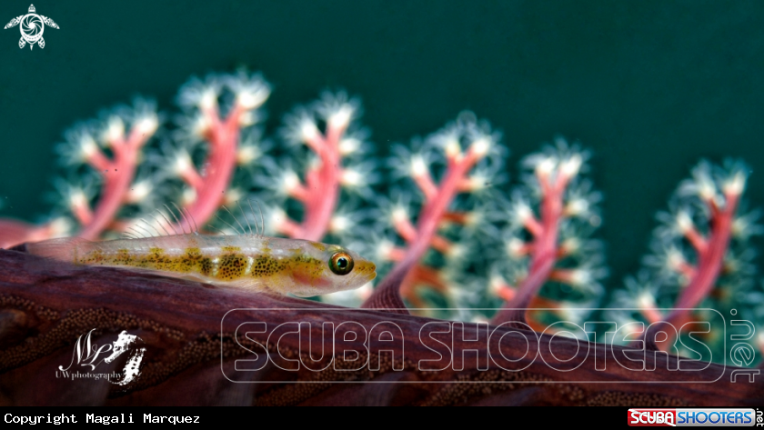 A Whip coral Goby 