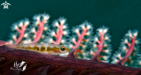 A Bryaninops yongei  | Whip coral Goby 