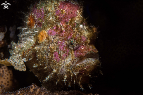 A Antennarius ictus | Painted frogfish