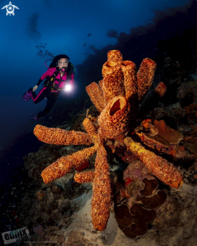 A Aplysina fistularis | Tube Sponge