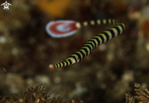 A Banded pipefish 