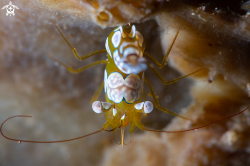 A Sexy shrimp