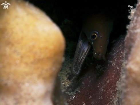 A Enchelycore carychroa | Chestnut Moray