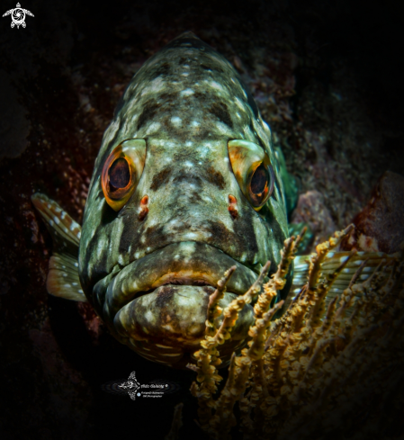 A Epinephelus labriformis (Jenyns, 1840) | Starry Grouper