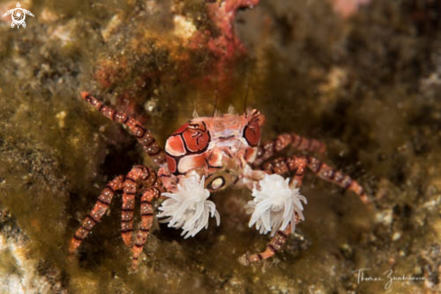 A Boxer Crab 