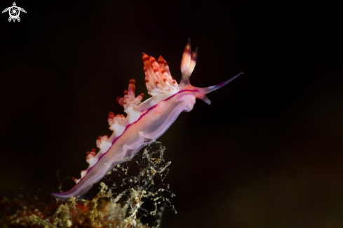 A Flabellina sp. | Nudibranch
