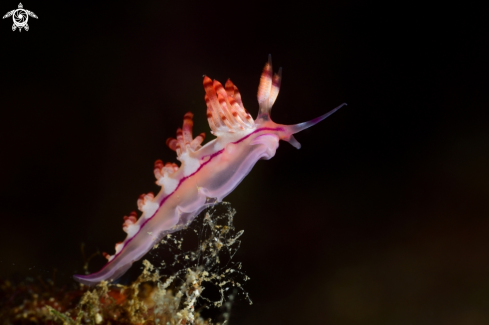 A Nudibranch