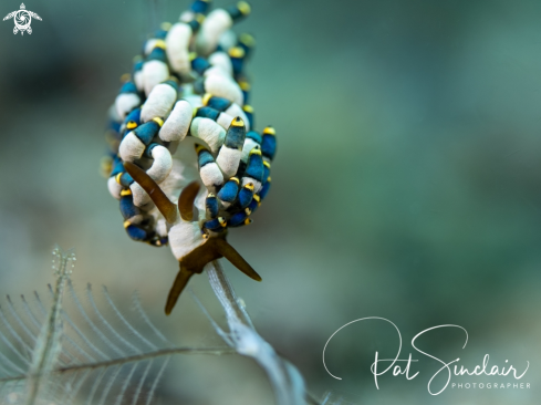 A nudibranch