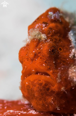 A Painted frogfish