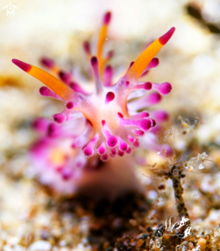 A Aegires villosus nudibranch 