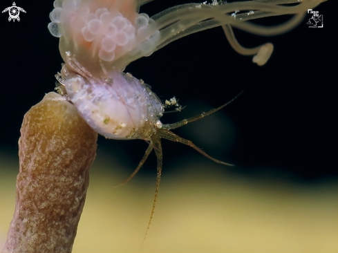 A Amphipod on Solitary Gorgonian Hydroid