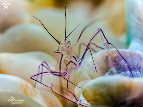 A Bubble Coral Shrimp