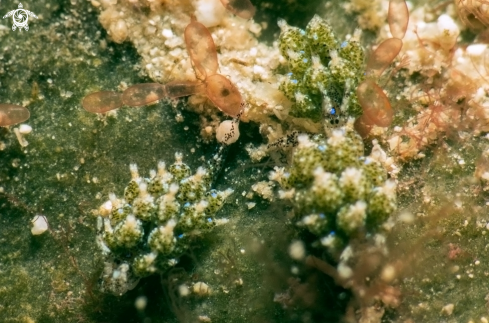 A Costasiella ocellifera | Eyespot Costasiella