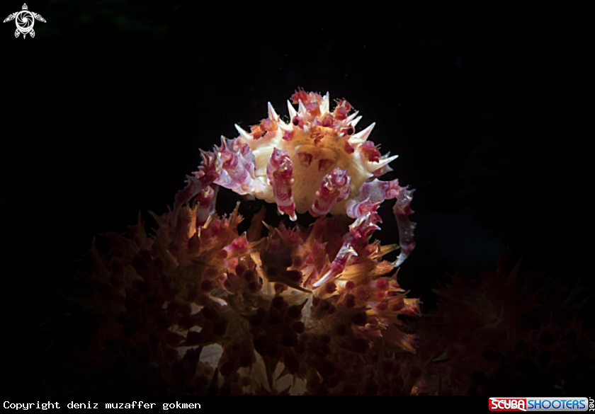 A soft coral crab 