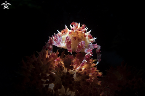 A soft coral crab 