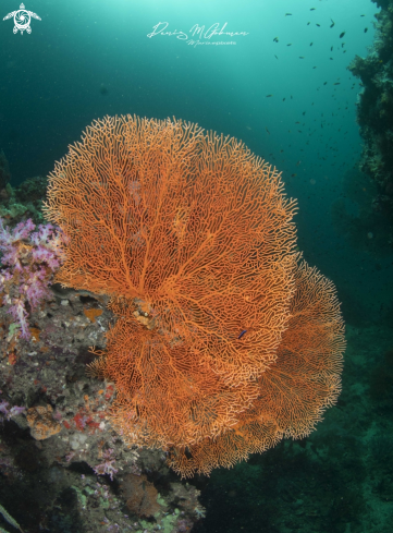 A coral