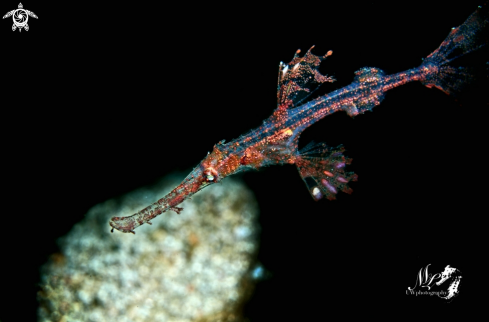 A Juvenile Delicate Pipefish 