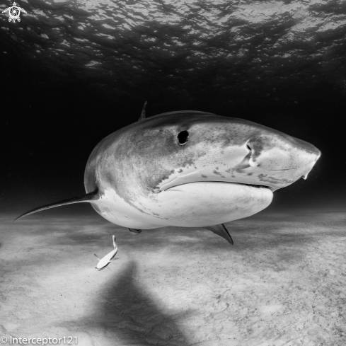 A Tiger Shark