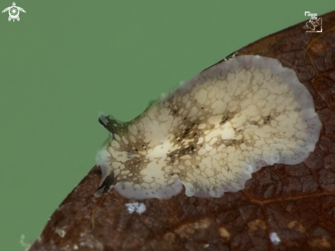 A Pericelis cata | Sharp Eye Flatworm