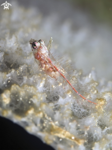 A Emblemariopsis carib | Flagfin Glass Blenny