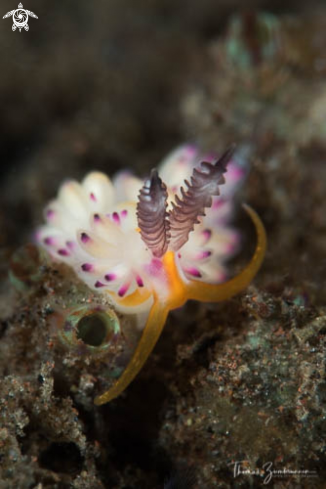 A Nudibranch 