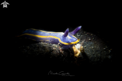 A nudi