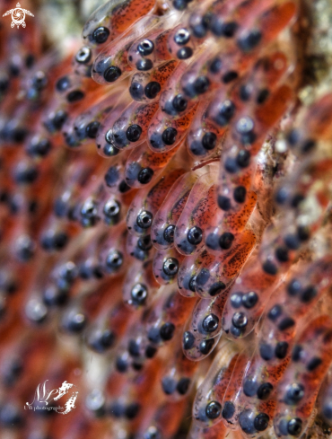 A Clownfish eggs 