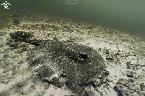 A Parana river stingray