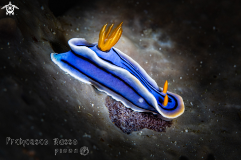 A Chromodoris lochi | Loch's chromodoris