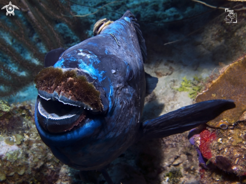 A Scarus coelestinus | Midnight Parrotfish