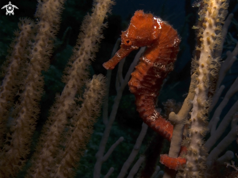 A Longsnout Seahorse