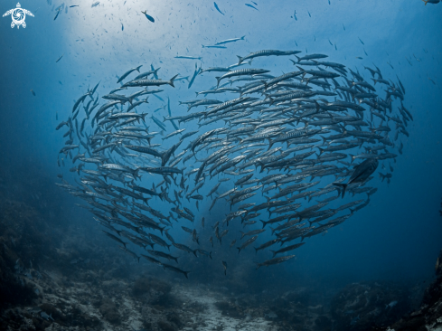 A Chevron Barracuda