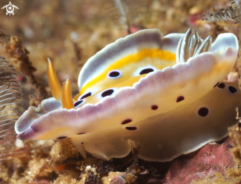 A Graceful nudibranch 