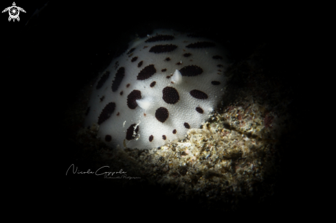 A nudi