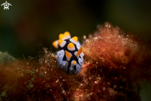 A NUDIBRANCH