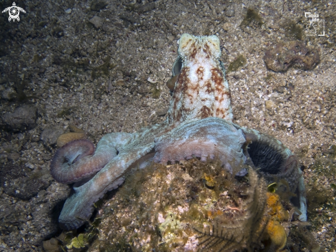 A Caribbean Reef Octopus