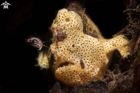 A Painted frogfish