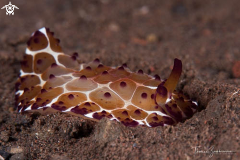 A Nudibranch 