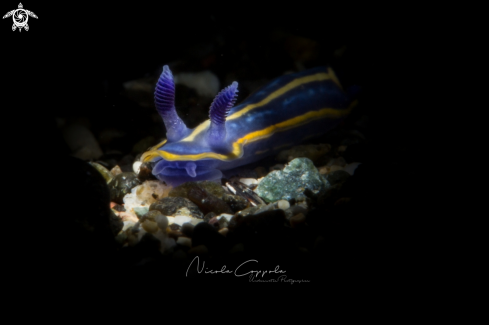 A Nudi