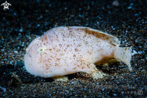 A Antennarius striatus | Striated frogfish